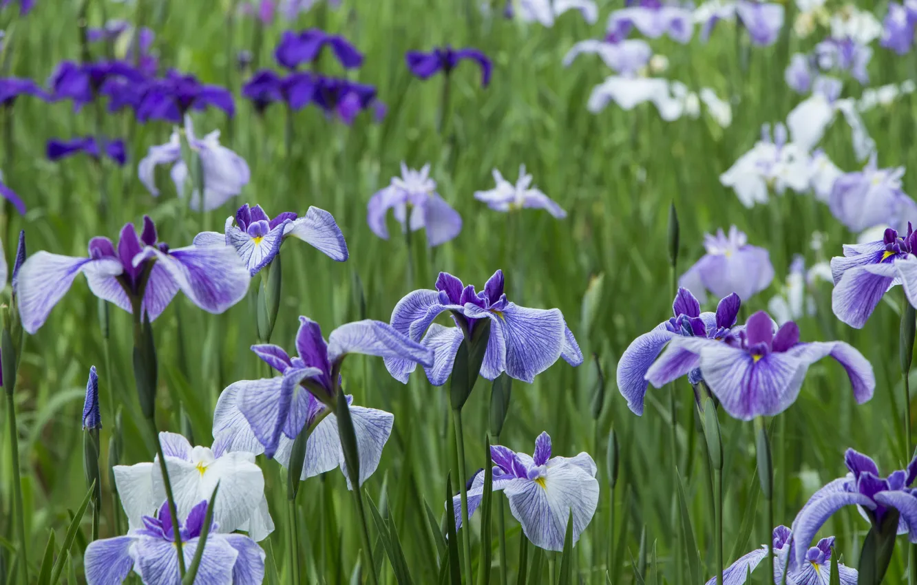 Photo wallpaper field, grass, nature, petals, meadow, iris