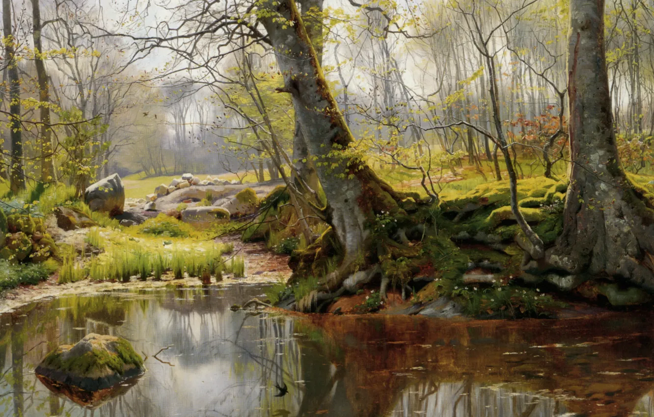 Photo wallpaper forest, trees, landscape, roots, lake, reflection, stones, moss