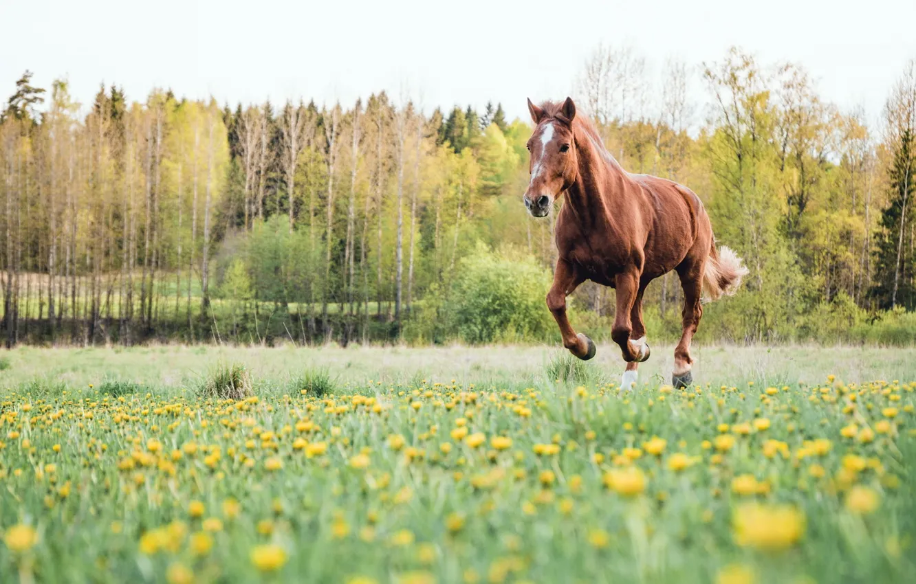 Photo wallpaper field, summer, horse