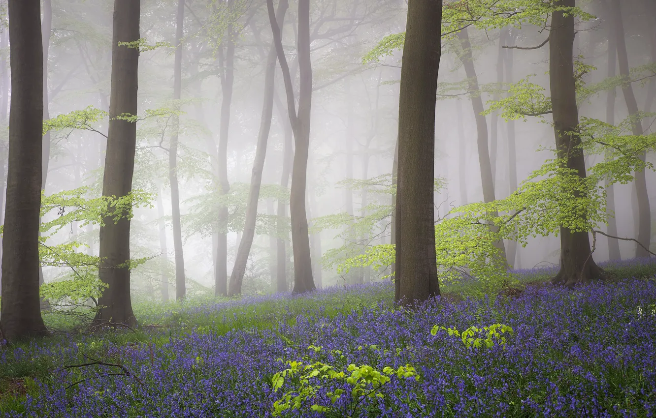 Photo wallpaper forest, flowers, spring