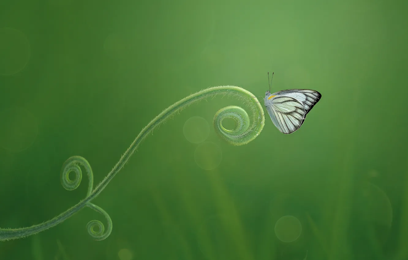 Photo wallpaper macro, butterfly, green background