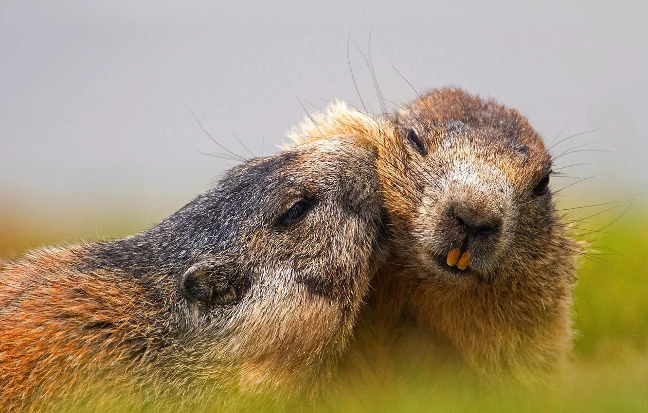 Photo wallpaper nature, meadow, prairie dog