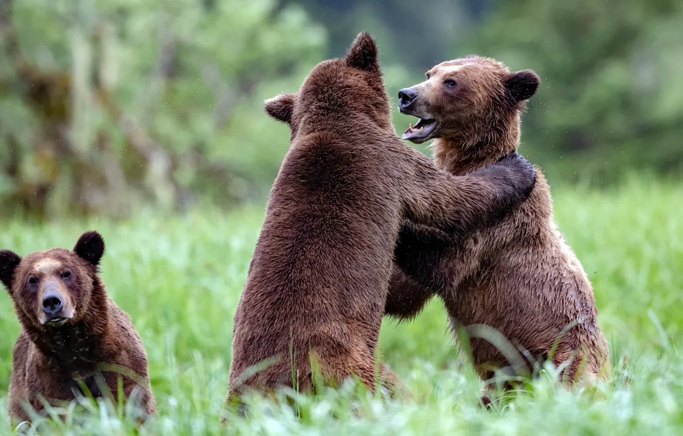 Photo wallpaper grass, nature, glade, the game, fight, bear, bears, pair