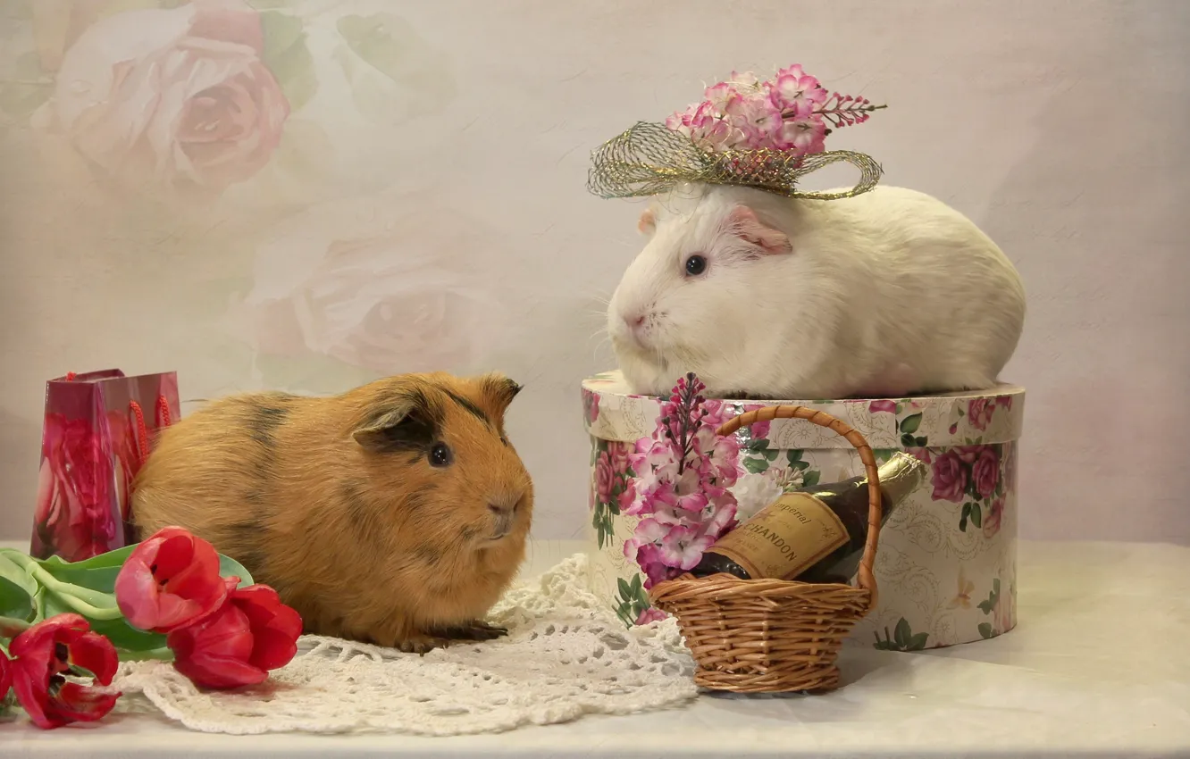 Photo wallpaper flowers, holiday, gifts, tulips, a couple, basket, Guinea pigs, a bottle of wine