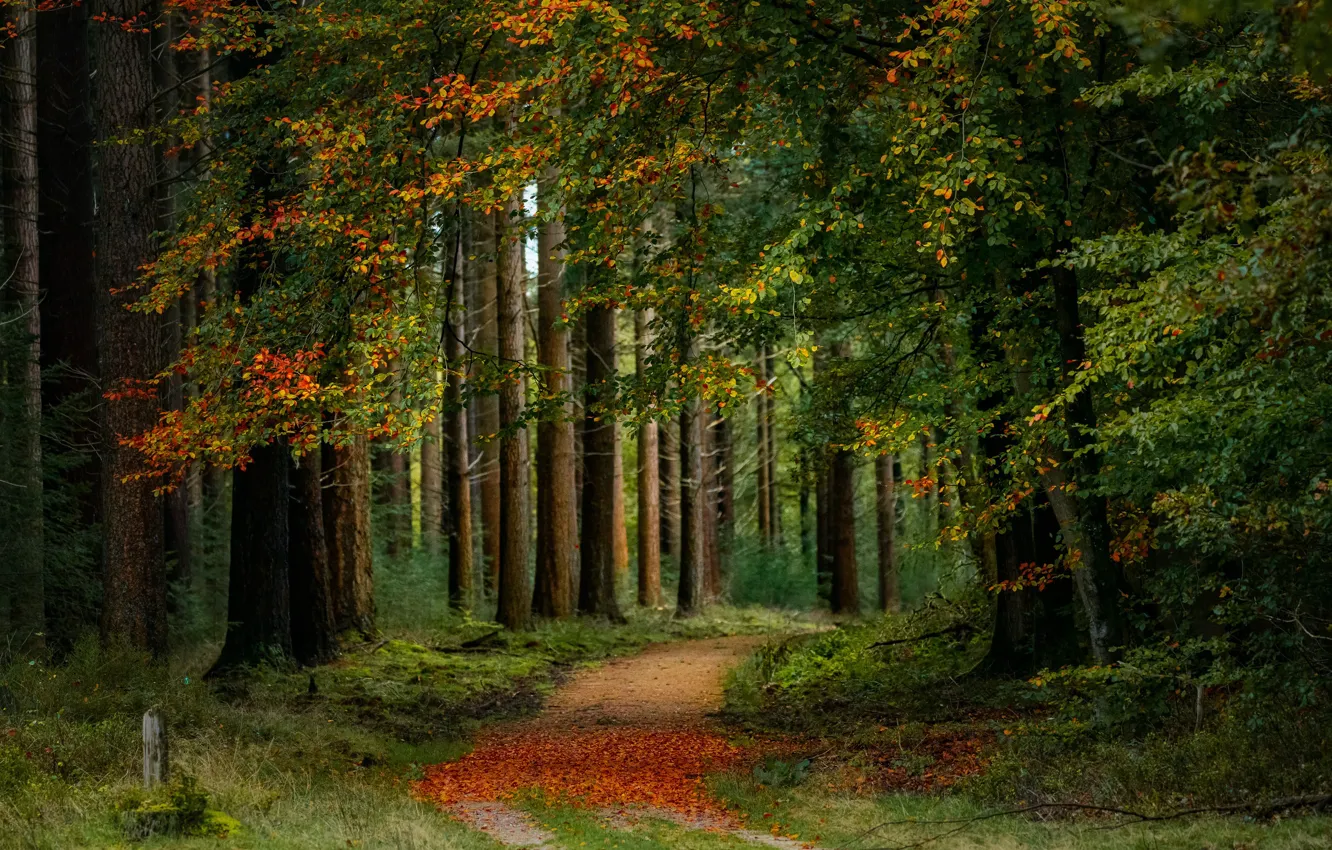Photo wallpaper road, autumn, forest, trees, Netherlands