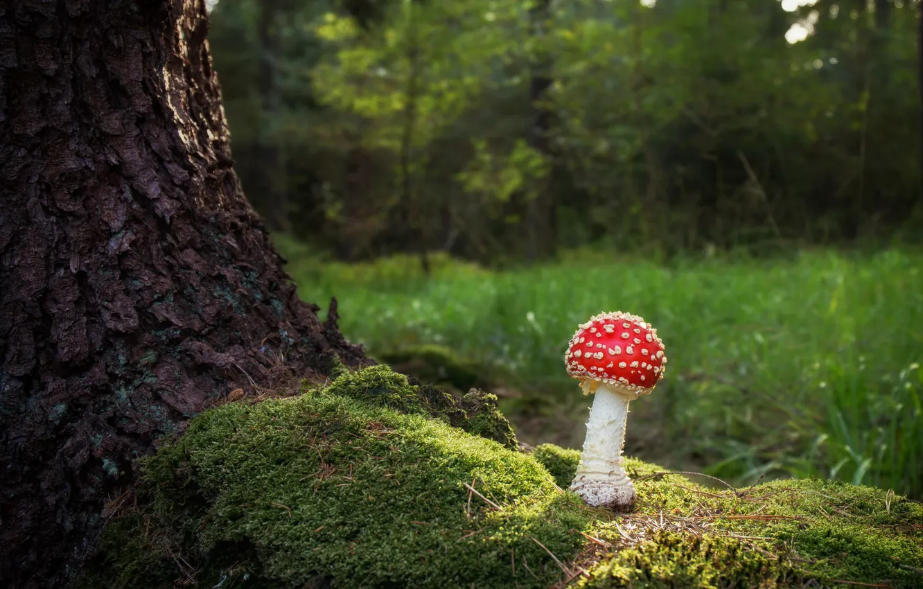 Photo wallpaper forest, trees, nature, glade, mushrooms, moss, mushroom