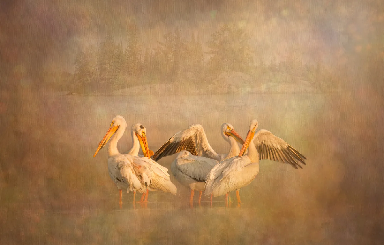 Photo wallpaper bird, treatment, pack, Pelican