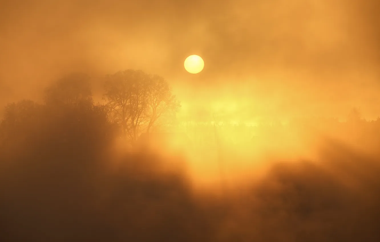 Photo wallpaper Roman Dmitriev, To the sun, Frosty dawn