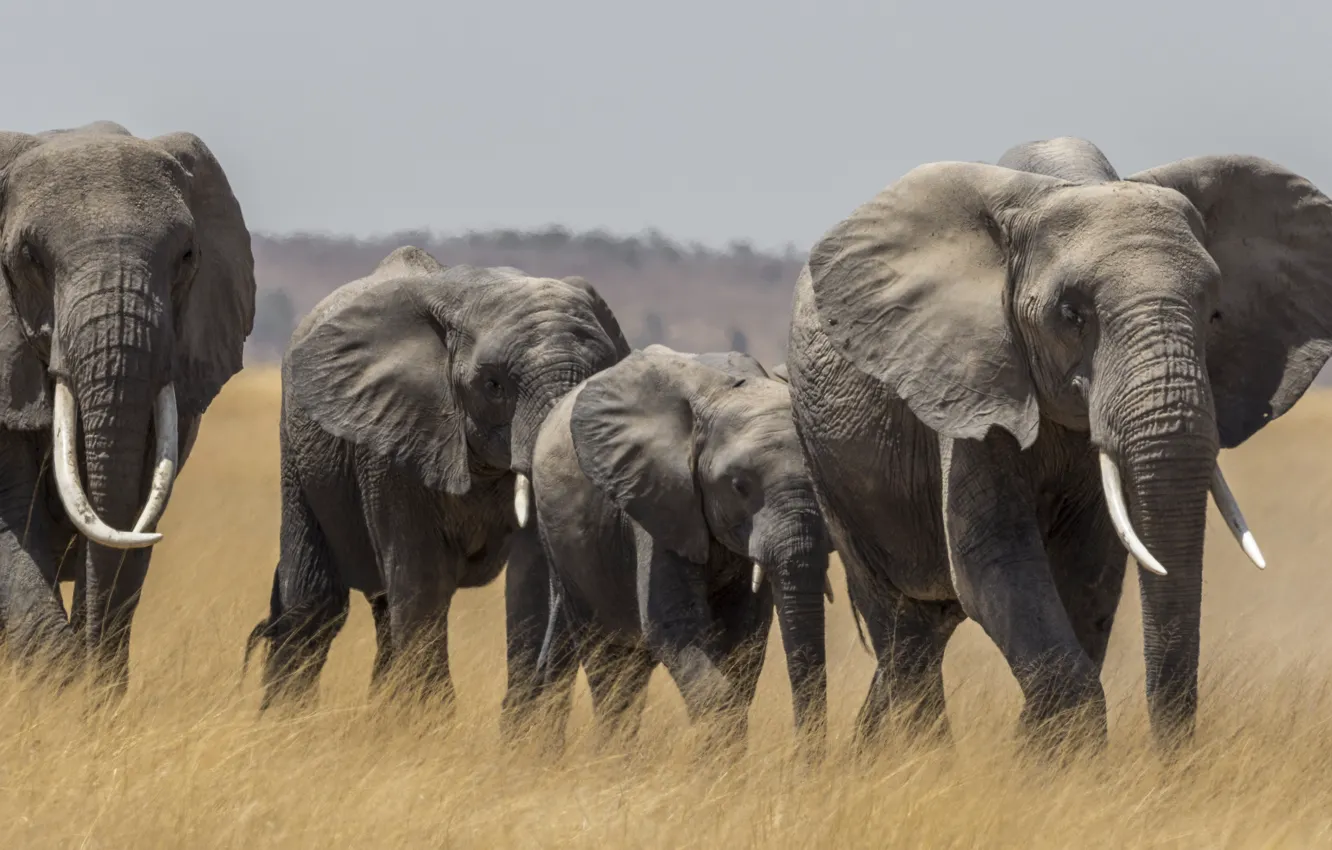 Photo wallpaper elephant, Savannah, Africa, the herd