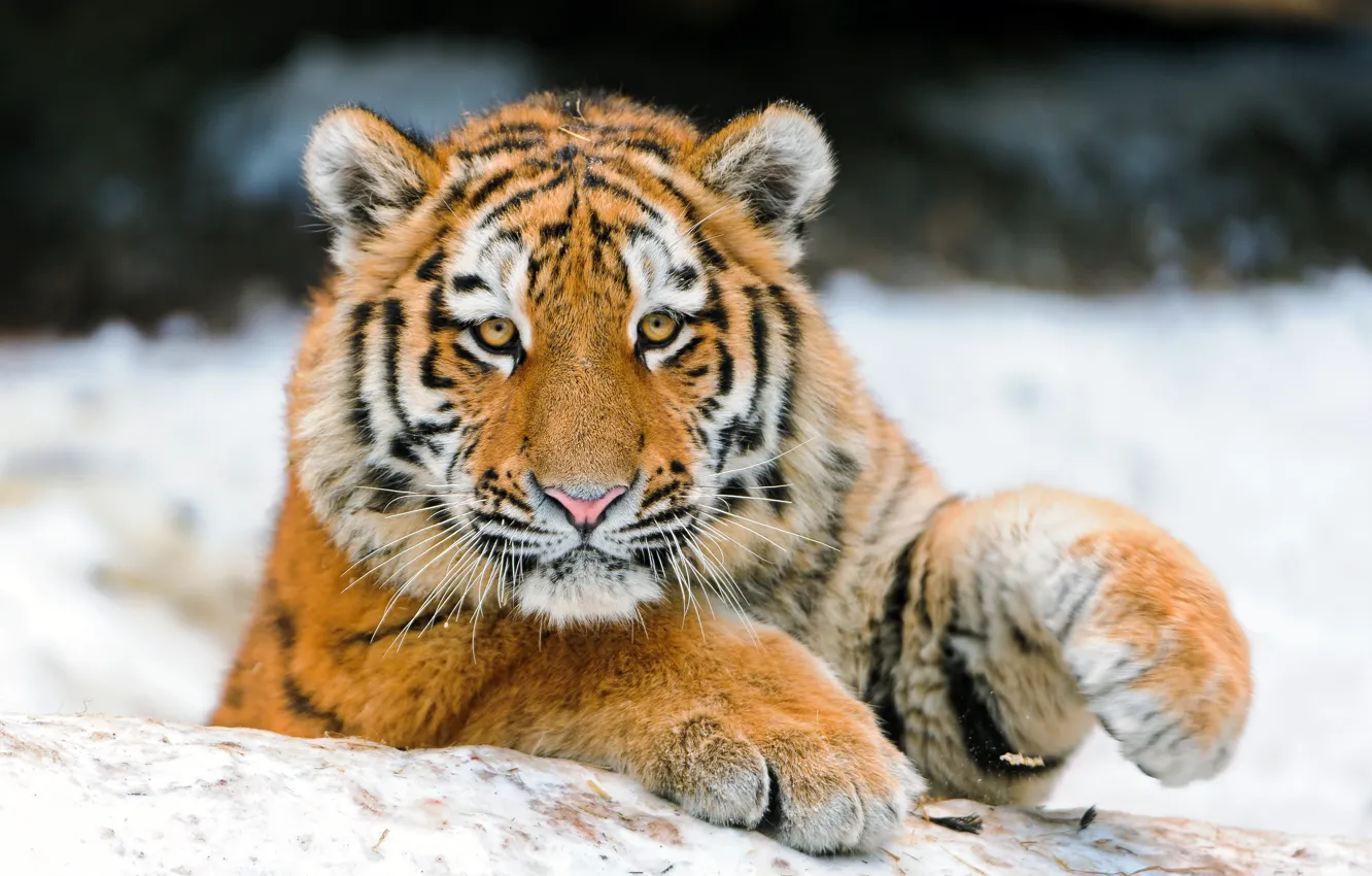 Photo wallpaper winter, look, face, snow, tiger, pose, background, paws