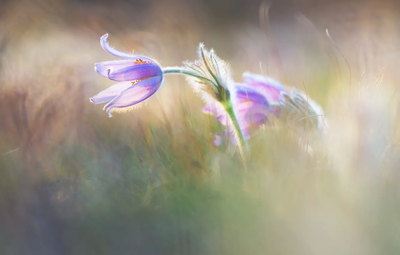 Photo wallpaper grass, light, flowers, glade, blur, spring, light background, lilac