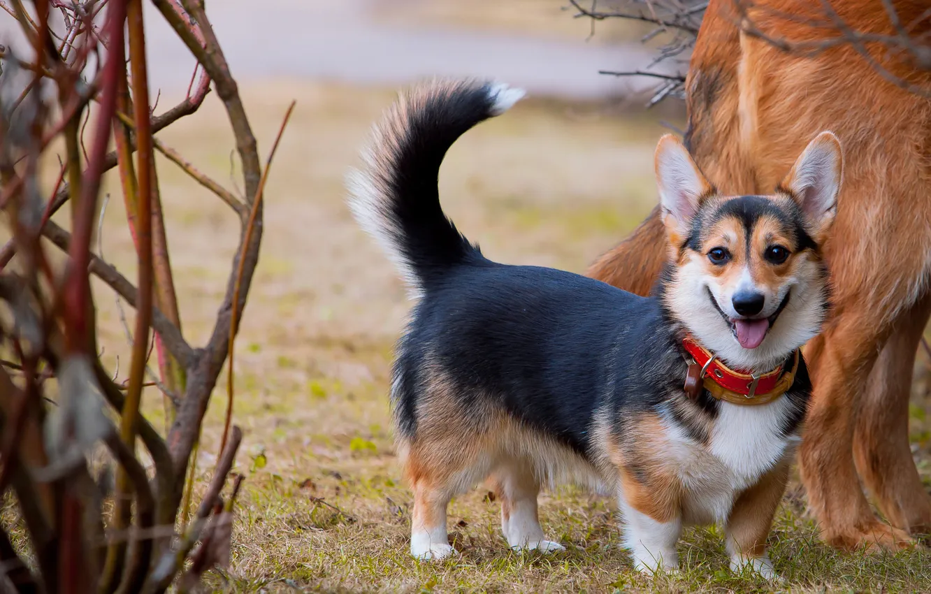 Photo wallpaper look, branches, nature, pose, glade, dog, face, Corgi