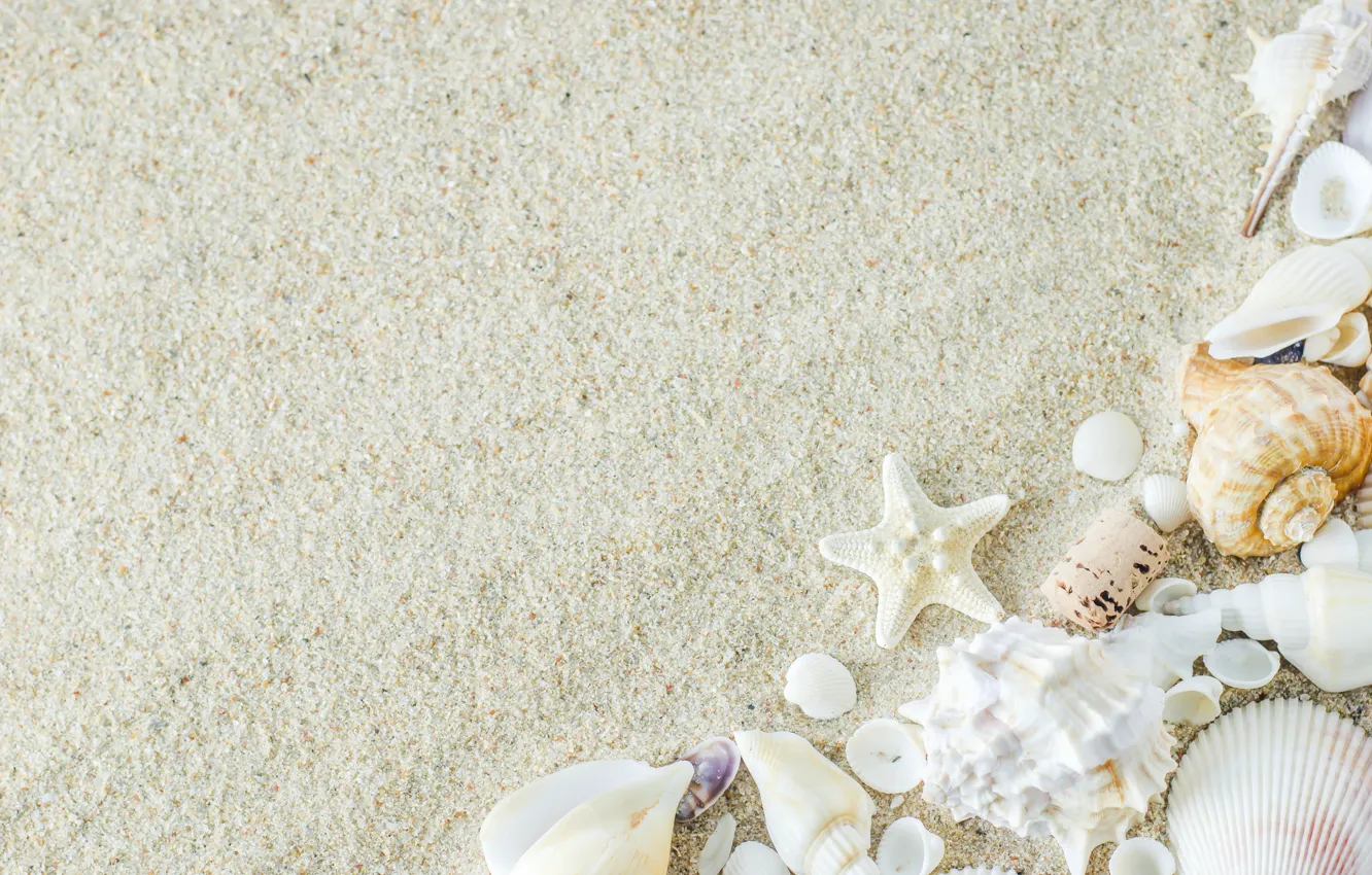 Photo wallpaper sand, beach, star, shell, summer, beach, sand, marine