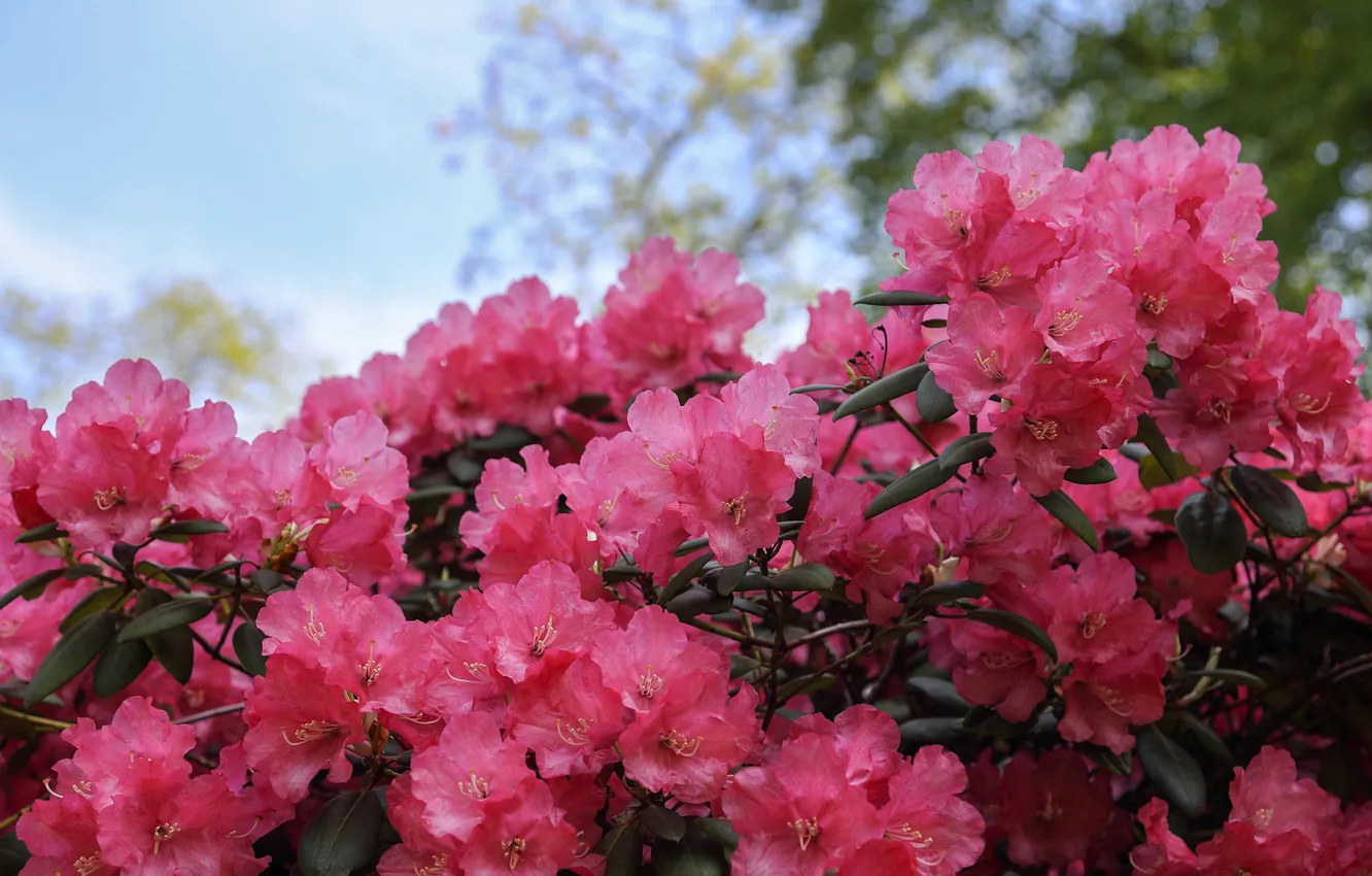 Photo wallpaper pink, rhododendron, Azalea