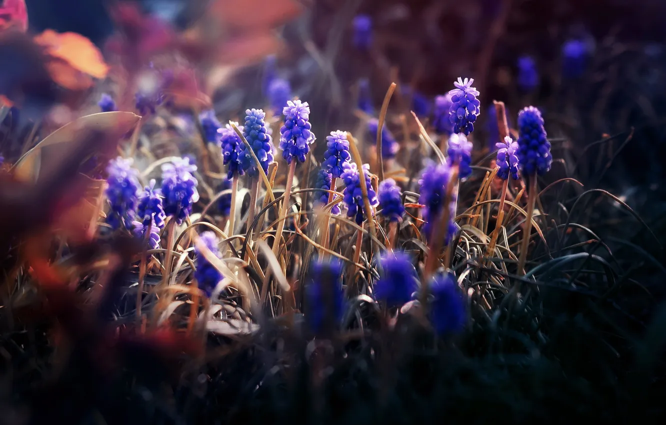 Photo wallpaper flowers, nature, background, muscari neglectum