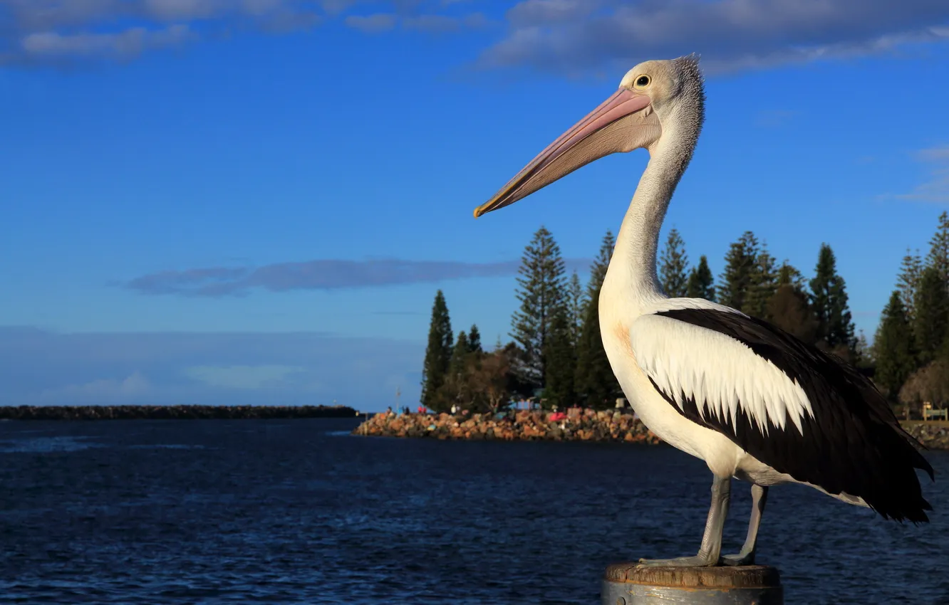 Photo wallpaper Australia, pelicans, Water Birds