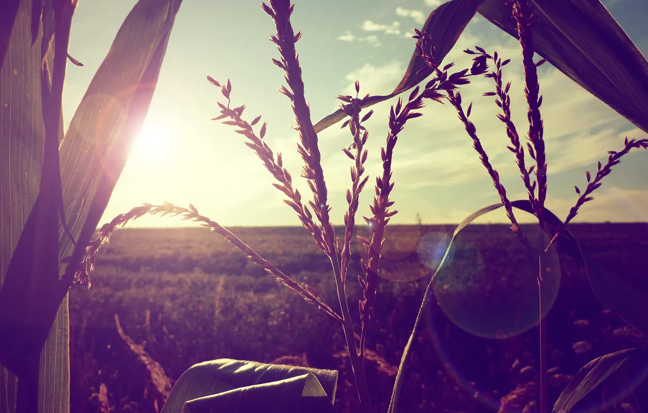 Photo wallpaper field, the sun, rays, light, nature, photo, background, Wallpaper