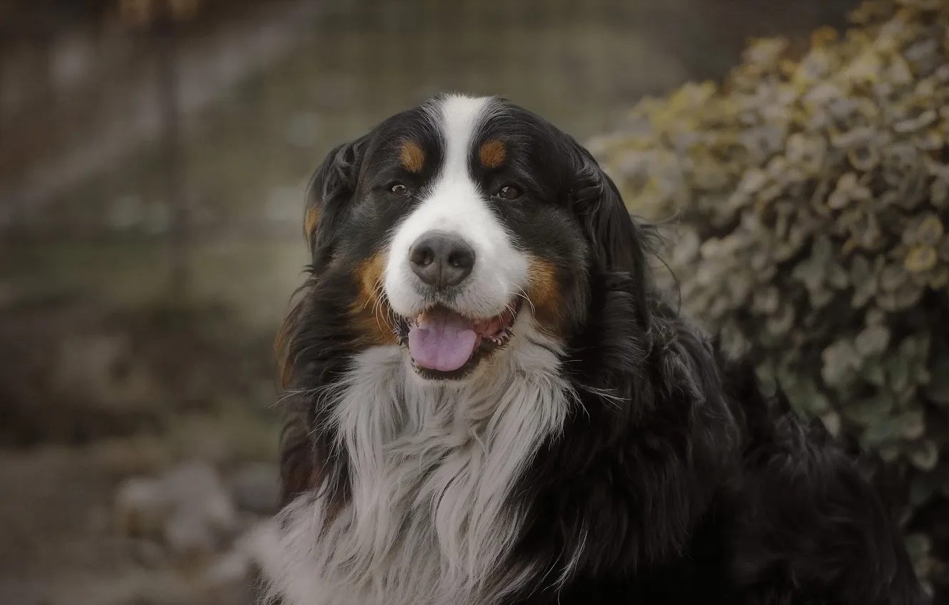 Photo wallpaper look, each, dog