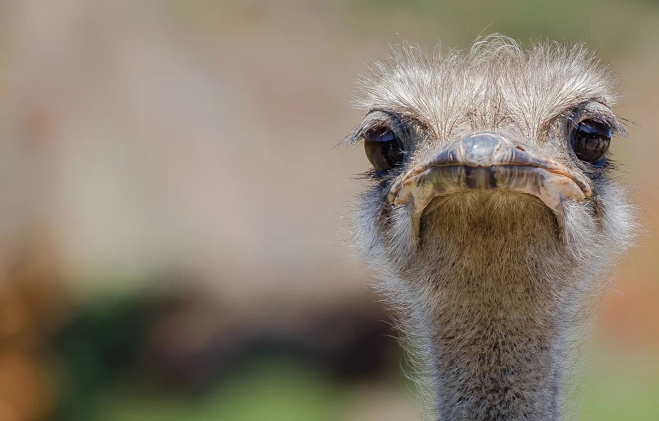 Photo wallpaper eyes, look, background, beak, ostrich