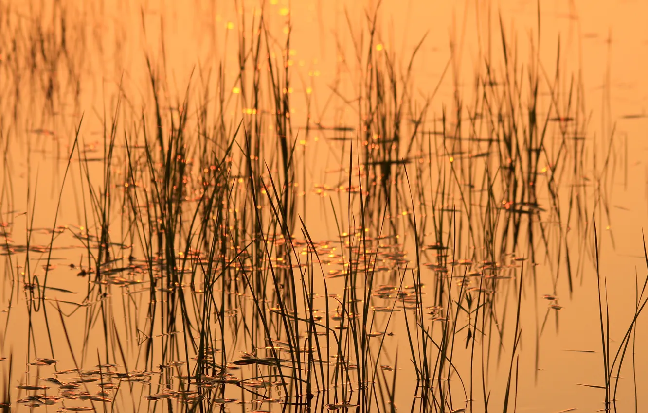 Photo wallpaper grass, water, glare, pond, plant