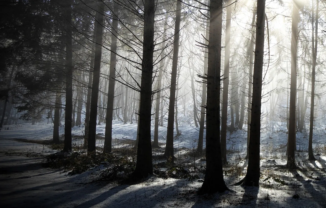 Photo wallpaper winter, forest, trees, nature