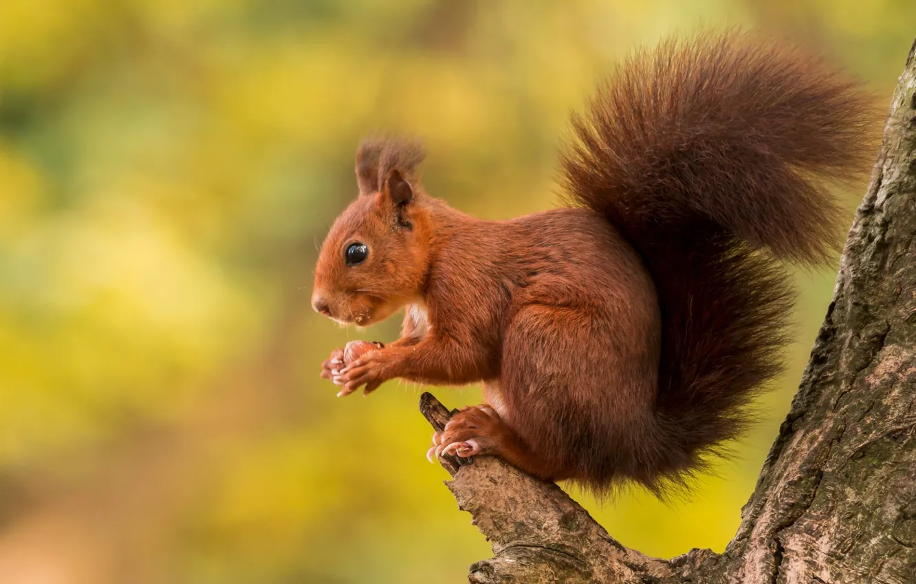 Photo wallpaper trees, protein, tail, red, animal