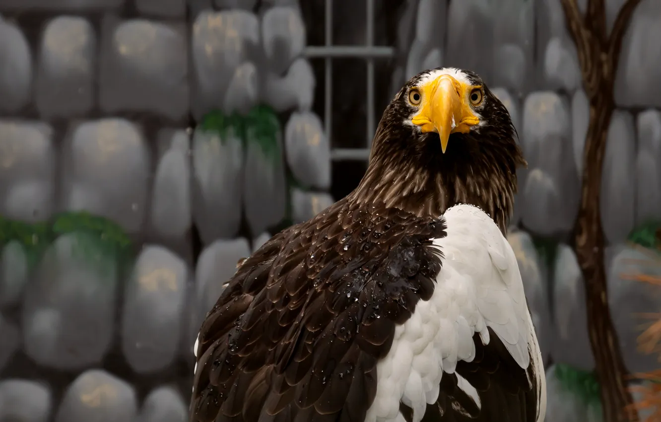 Photo wallpaper Eagle, feathers, drawing, beak, weird background