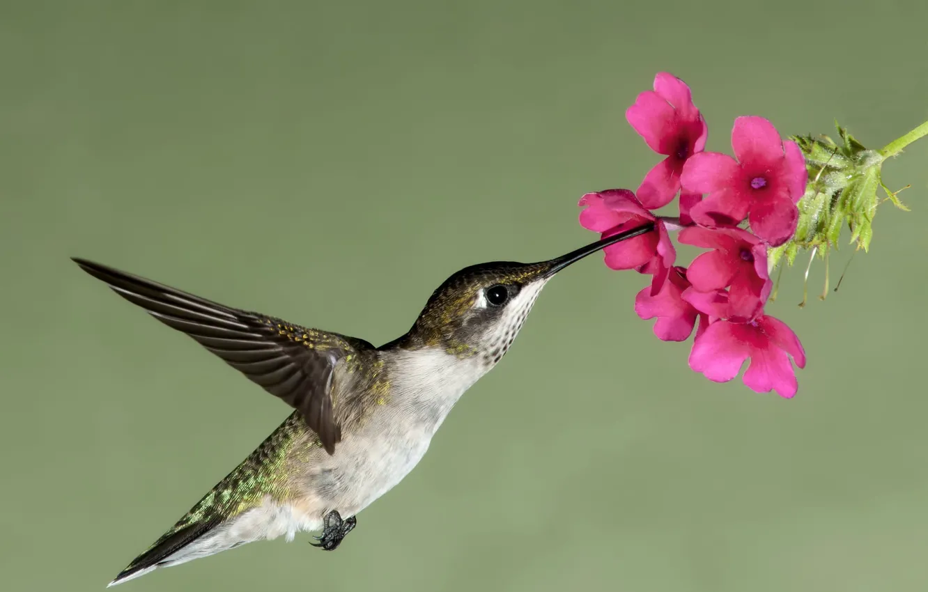 Photo wallpaper flower, flight, flowers, nature, nectar, bird, wings, beak