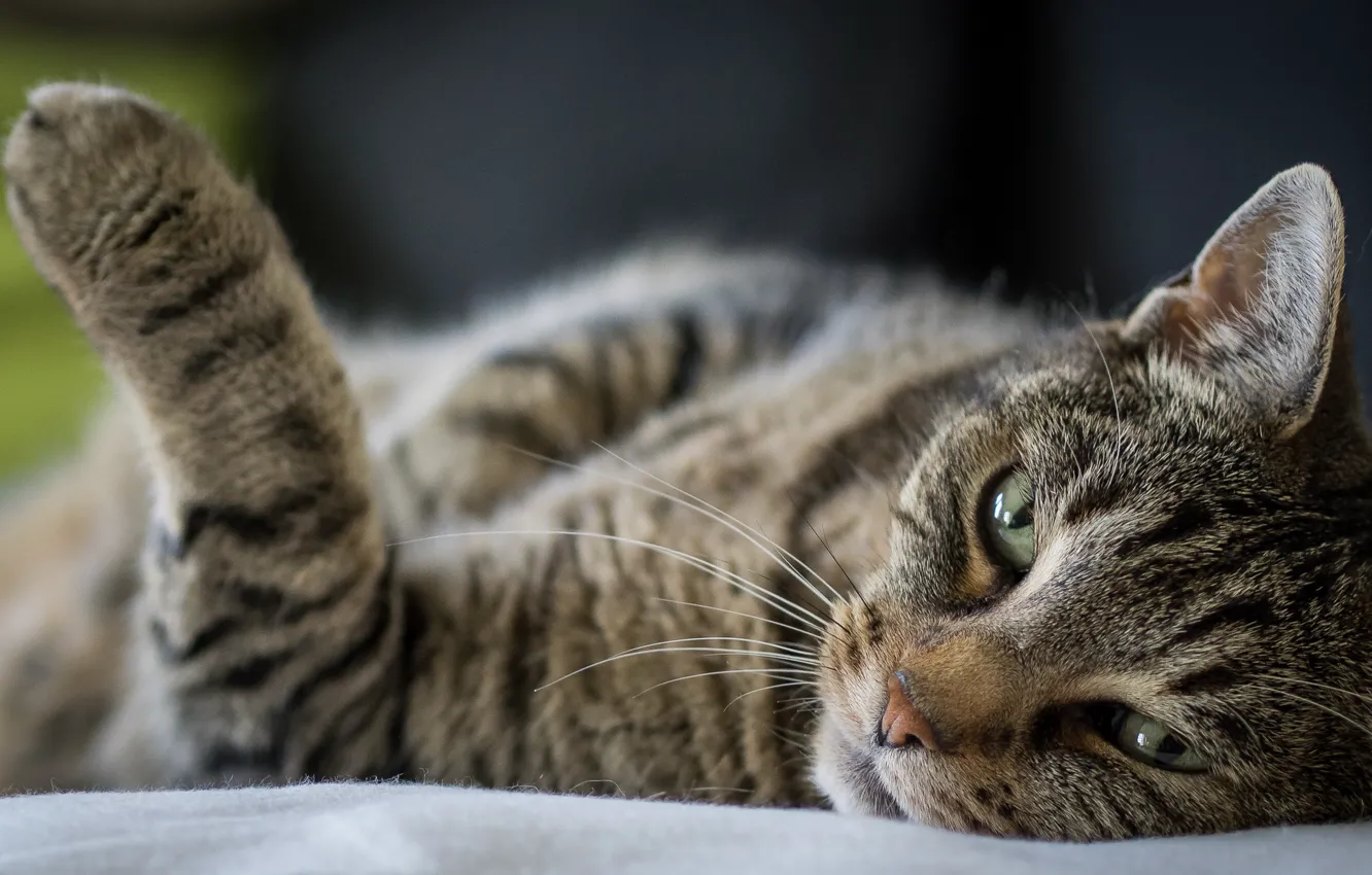 Photo wallpaper cat, cat, legs