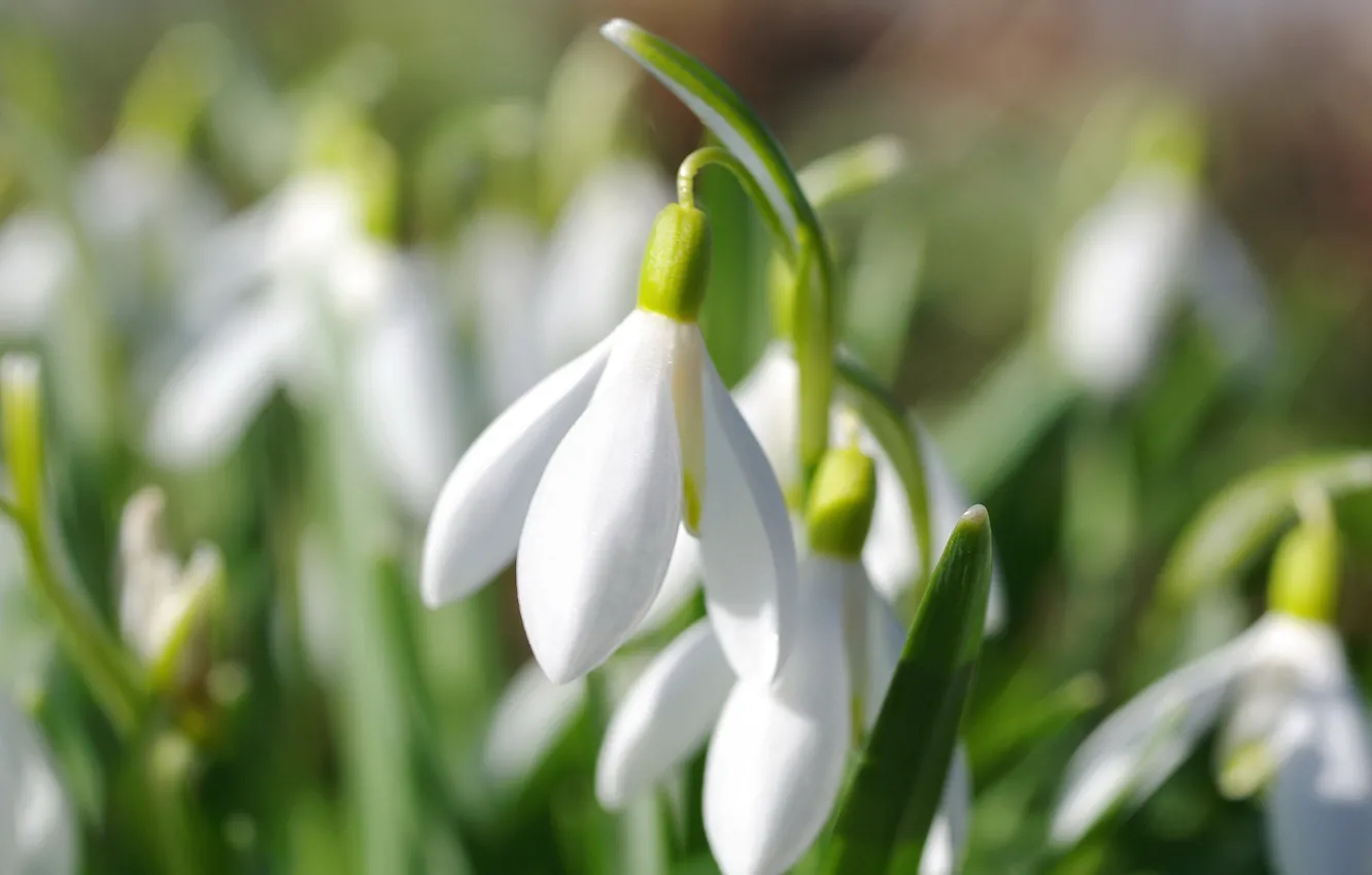 Photo wallpaper macro, spring, snowdrops