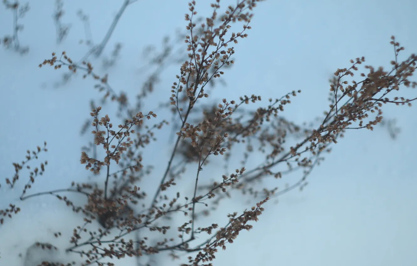 Photo wallpaper light, white, grass, nature, flowers, snow