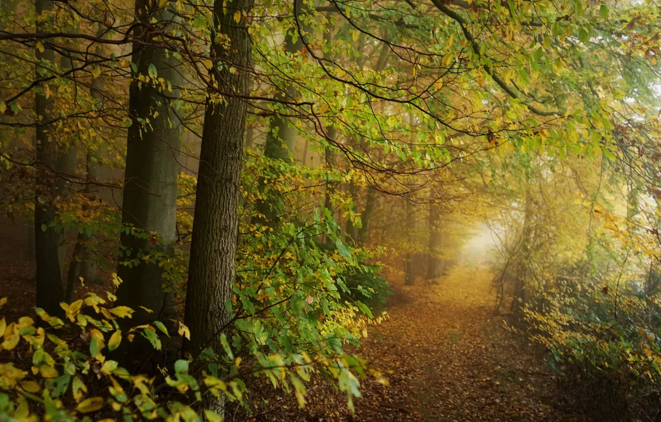 Photo wallpaper autumn, forest, trees, trail, path