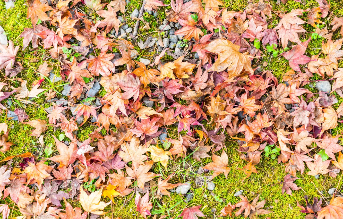 Photo wallpaper autumn, grass, leaves, background, colorful, maple, autumn, leaves