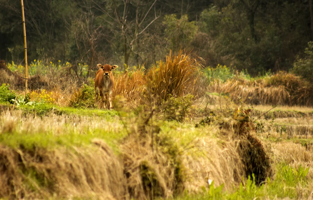 Photo wallpaper greens, nature, meadow, China, country, calf