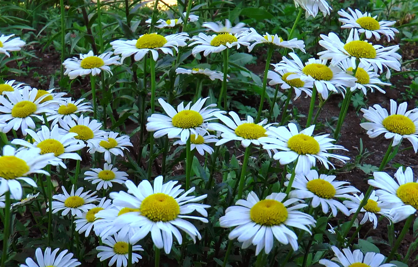 Photo wallpaper summer, chamomile, June
