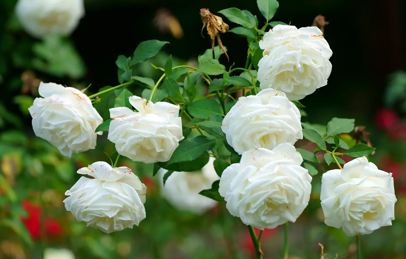 Photo wallpaper flowers, roses, white