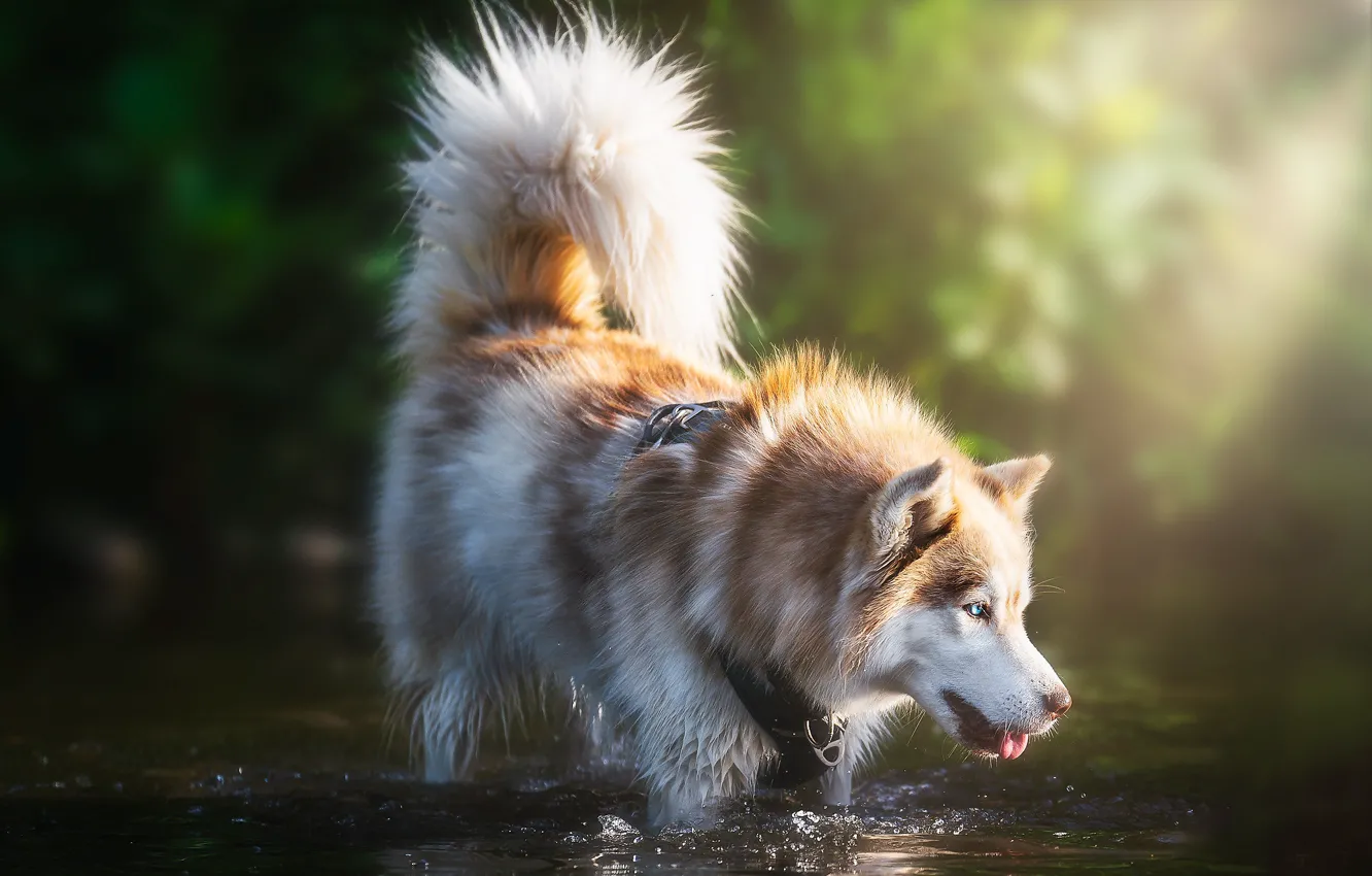 Photo wallpaper river, each, dog