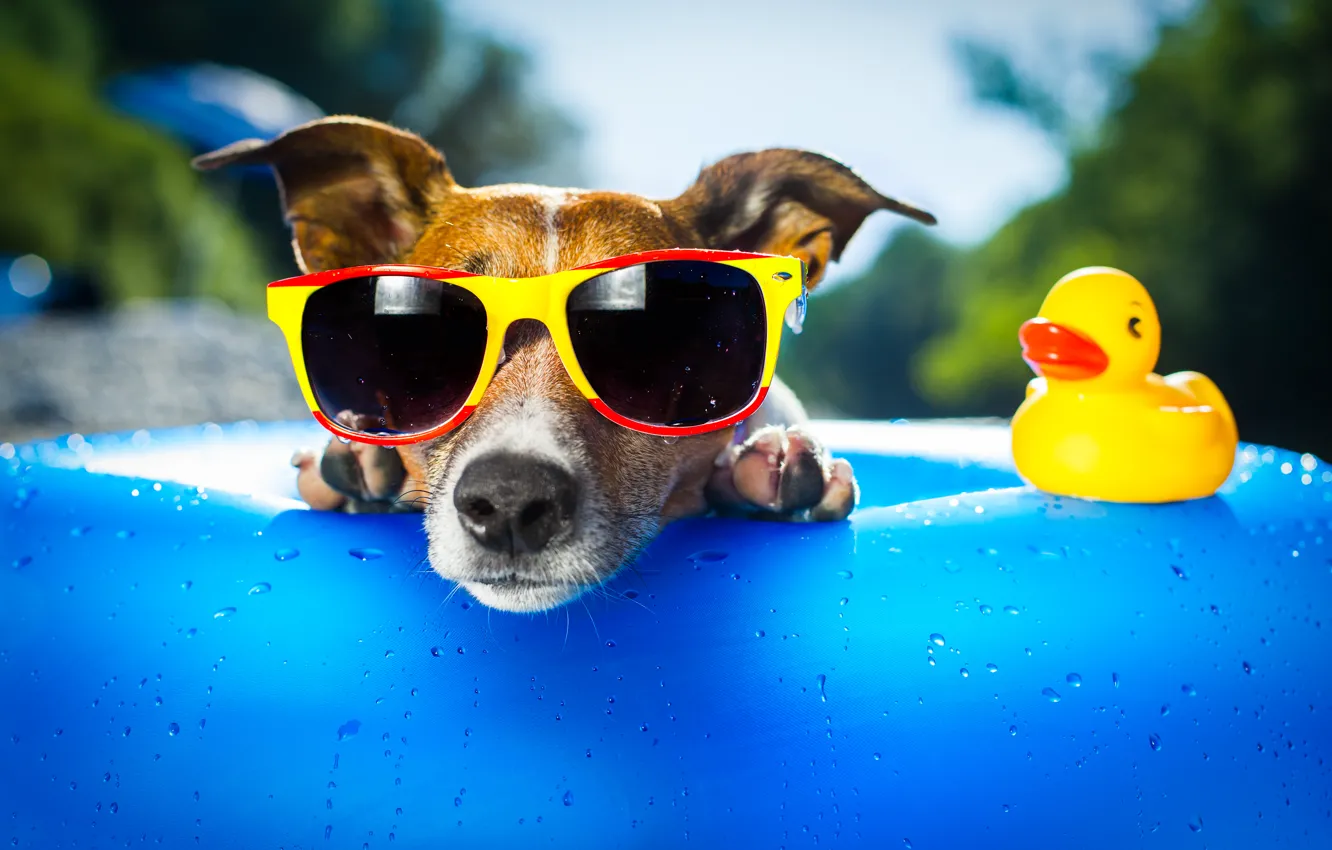 Photo wallpaper face, dog, duck, sunglasses