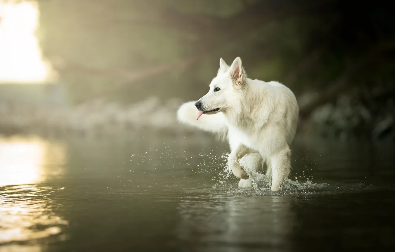 Photo wallpaper water, dog, bokeh