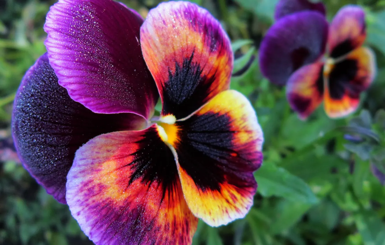 Photo wallpaper Flower, Beautiful, Viola