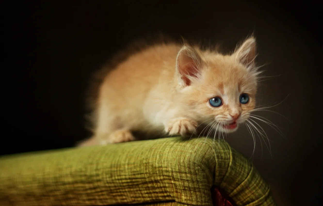 Photo wallpaper cat, mustache, look, pose, the dark background, kitty, portrait, chair