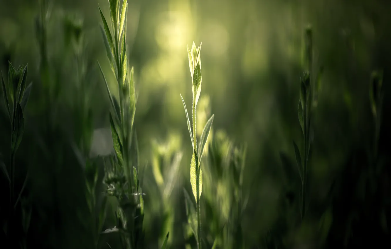 Photo wallpaper greens, nature, plant