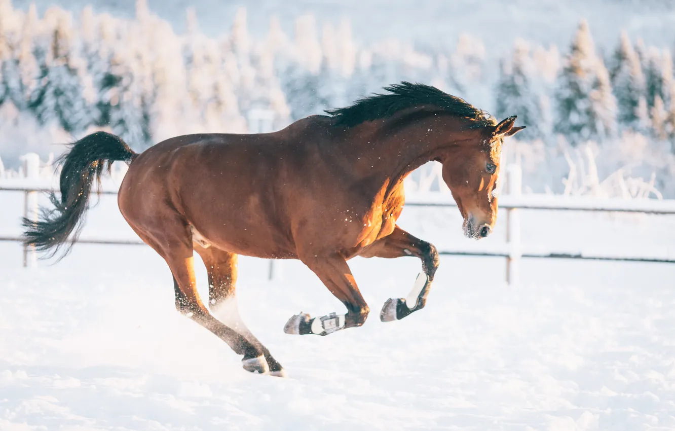 Photo wallpaper winter, field, forest, light, snow, nature, horse, jump