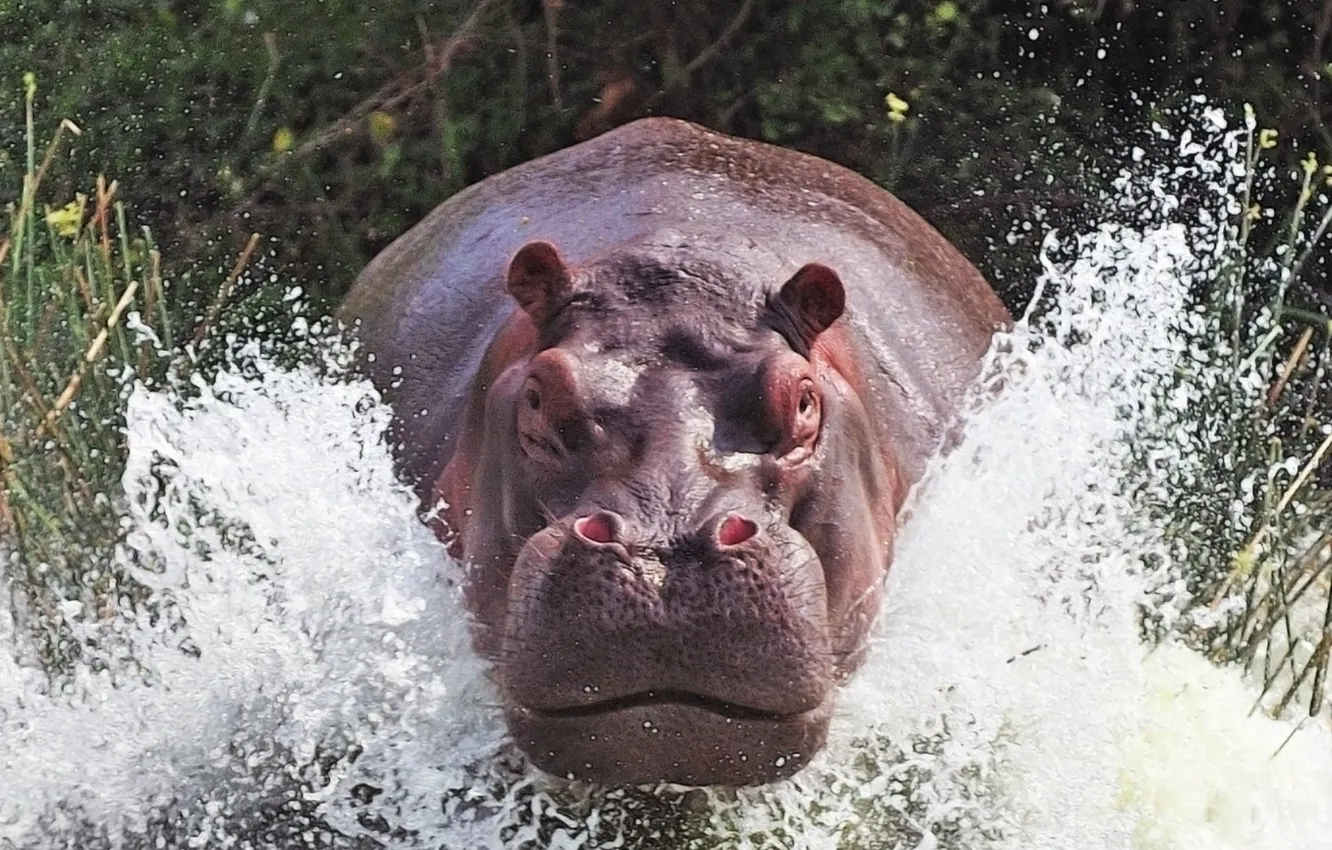 Photo wallpaper water, mammal, Agua, ANIMALS, animal themes, animal wildlife, hipopotamo