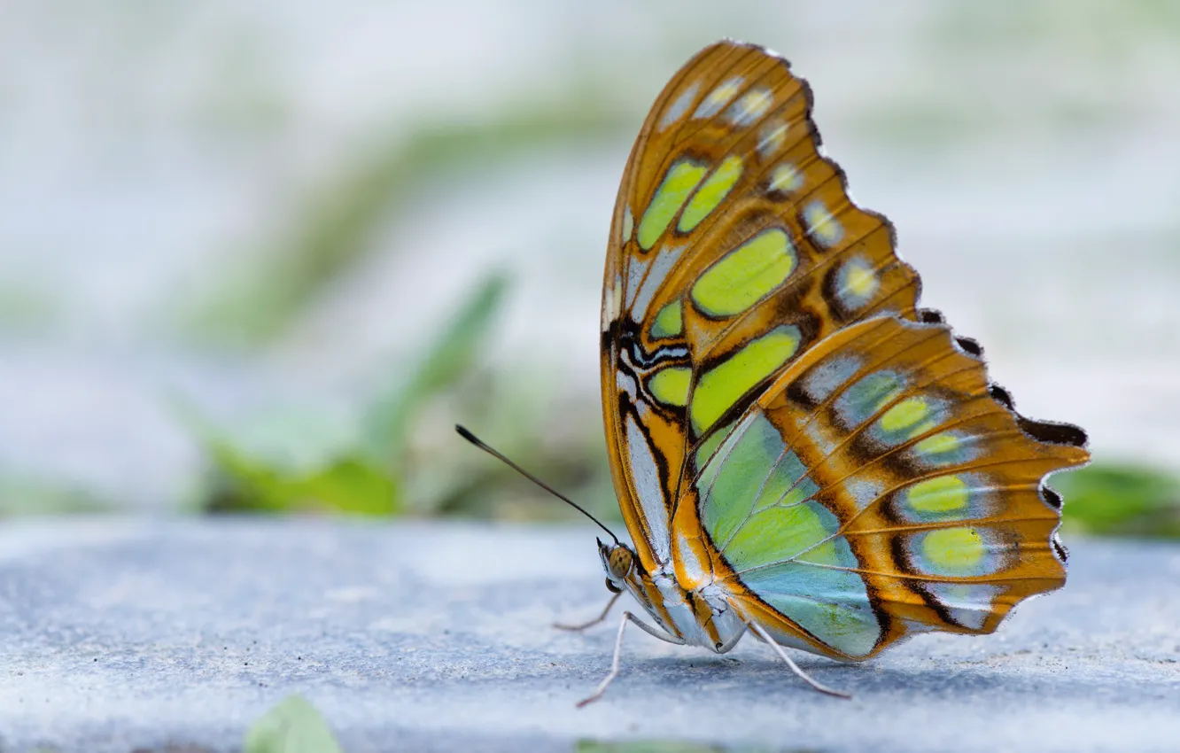 Photo wallpaper butterfly, wings, blur, antennae