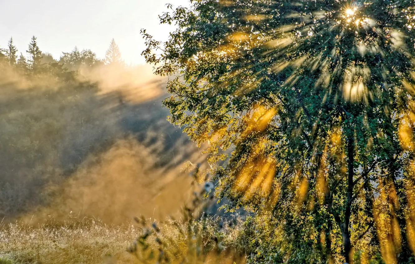 Photo wallpaper rays, light, nature, tree