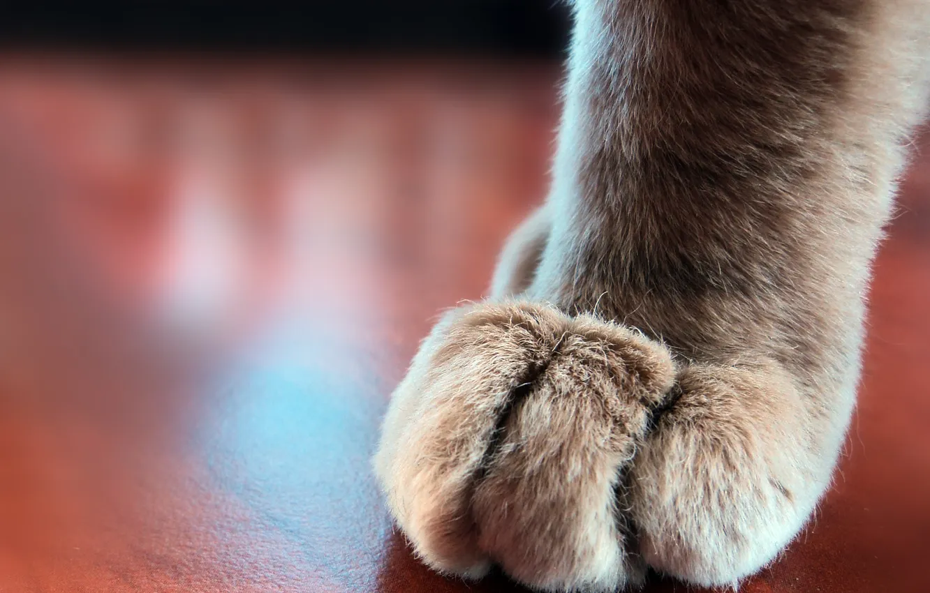 Photo wallpaper cat, paw, fur