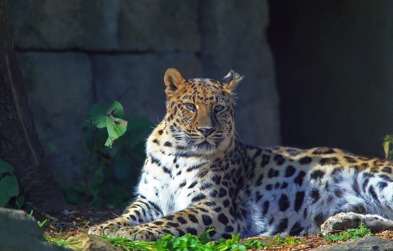 Photo wallpaper look, stay, leopard, far East