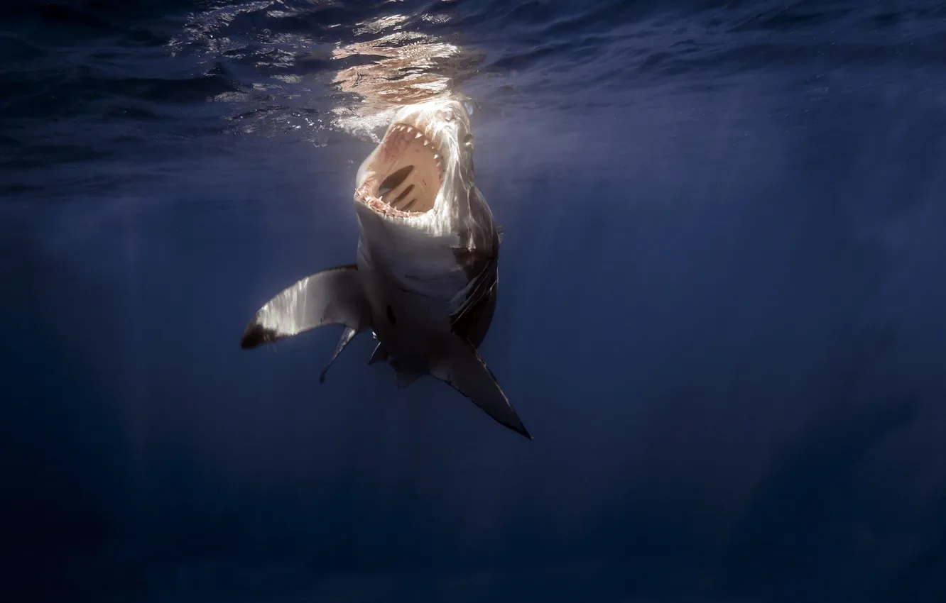 Photo wallpaper white, the ocean, shark, teeth, mouth, fangs