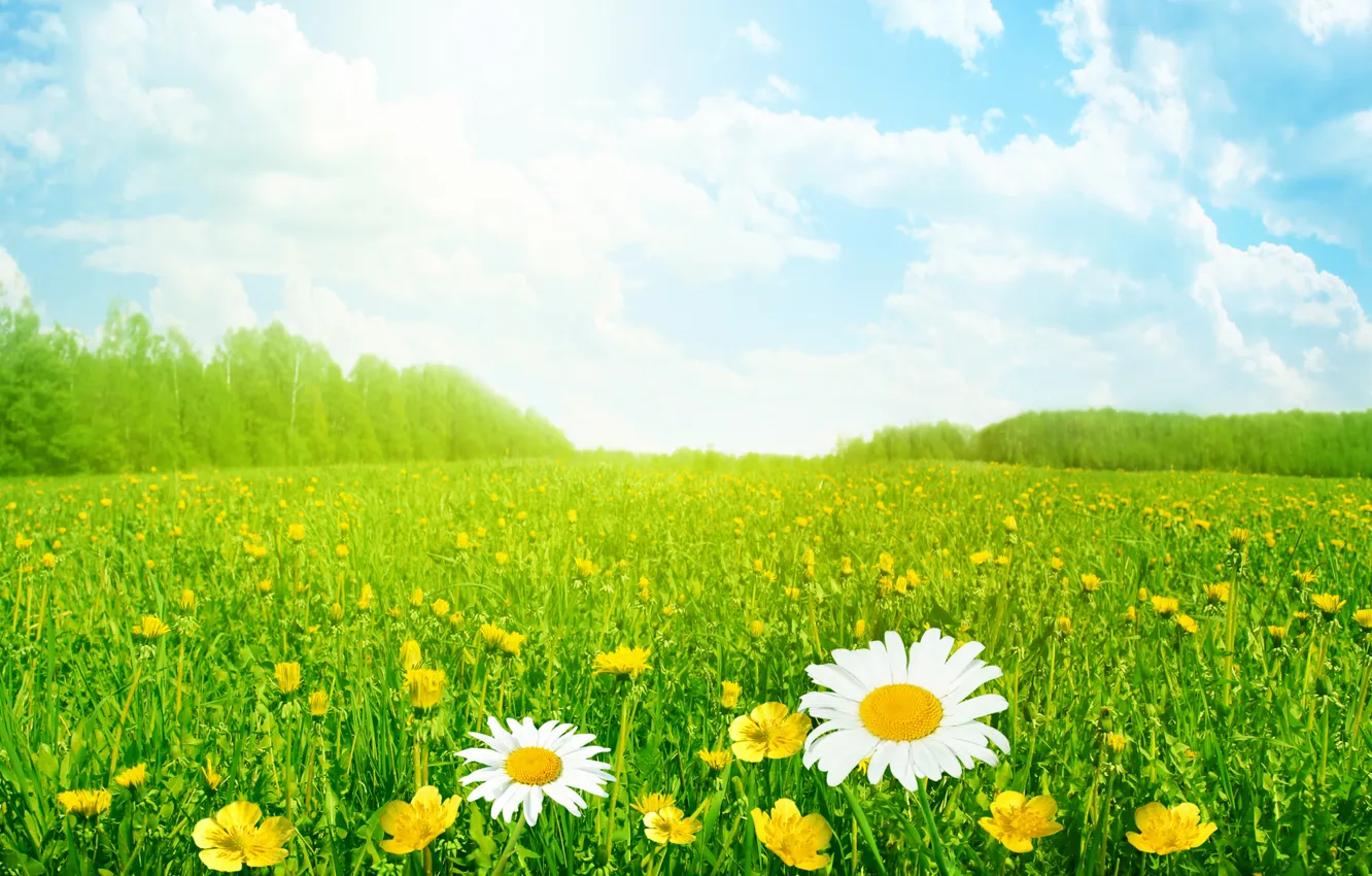 Photo wallpaper grass, trees, landscape, flowers, nature